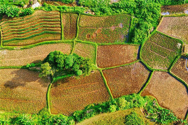 Ảnh chụp từ trên cao các thửa ruộng